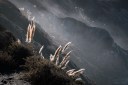 Pampas Grass in the Morning