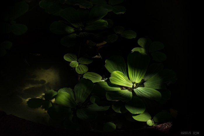 Jim Thompson House. Pathumwan, Bangkok. December 2015.