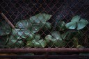 Monstera behind wire fence in Bangkok
