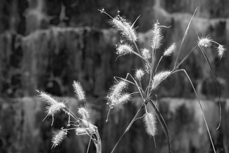 Dried grass in the sunlight
