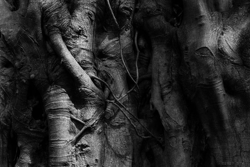 Sunlight on the trunk of a banyan tree