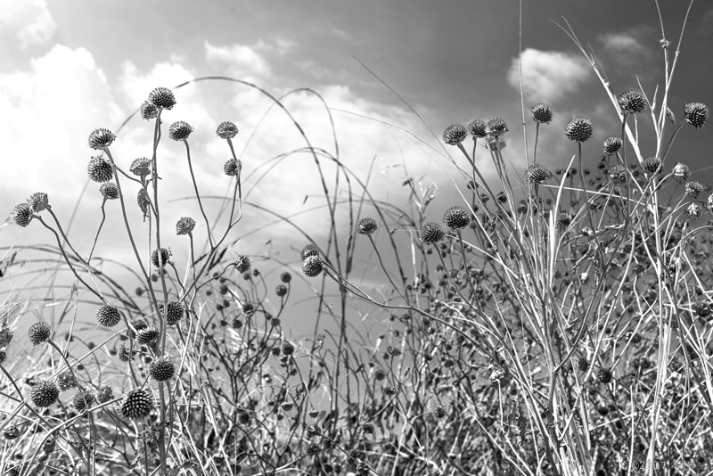 Dried flowers on the edge of a cliff