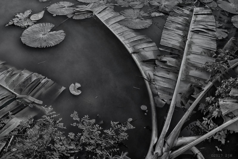 Banana tree leaves and lotus leaves
