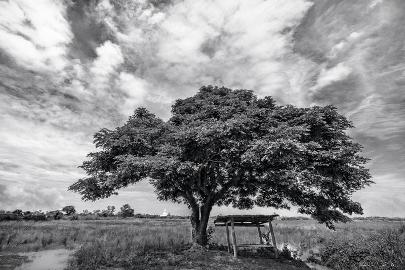 Chamchuri tree in a rice field in Ang Tong