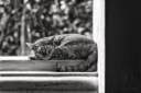 A cat sleeping in a window in a pavilion at Phra Nakhon Khiri