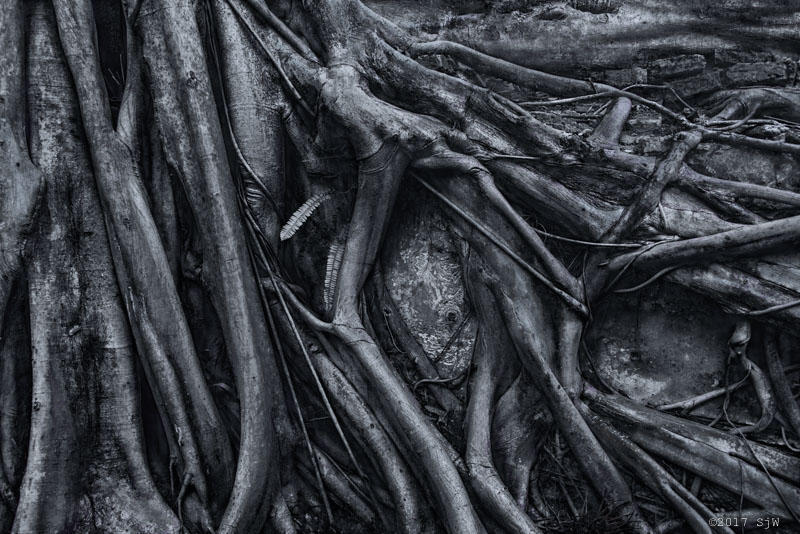 Banyan tree roots spread out over wall