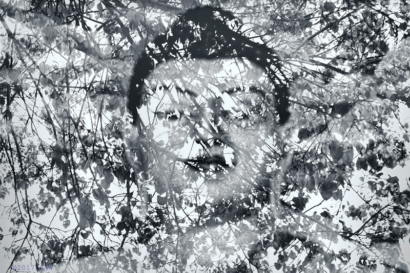 Buddha Image in the Reflection of a Tree