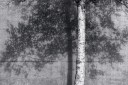 Silver Birch tree against a concrete wall