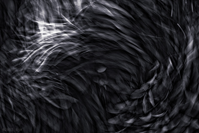 Branches of a Robinia tree moving in a stone wind