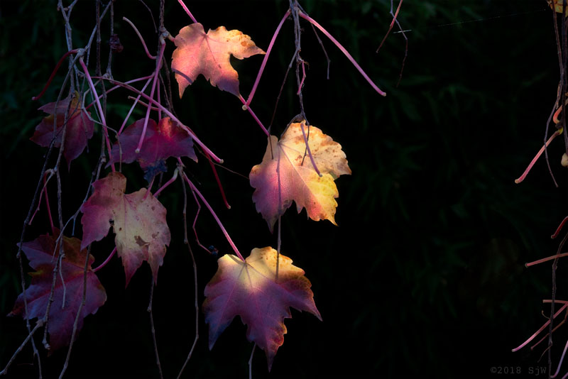 Autumn leaves lit by the morning sun