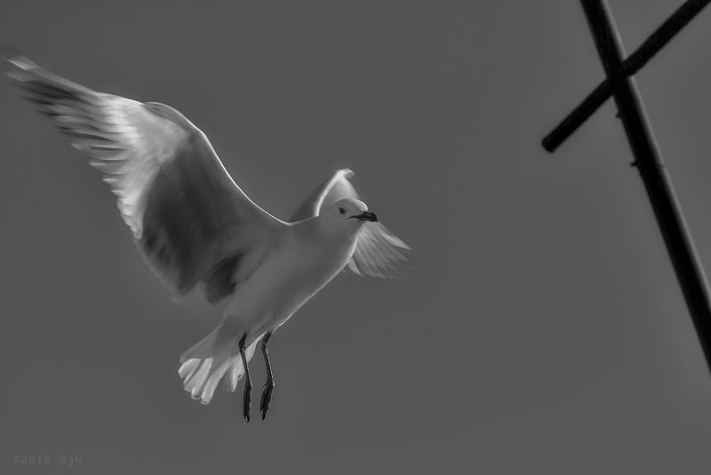 Seagull flying in the wind