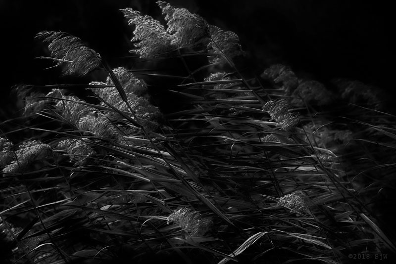 Reeds being blown by the wind