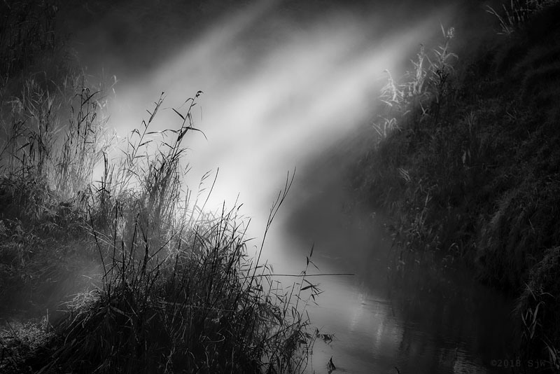 Sunlight shining through mist on to reeds